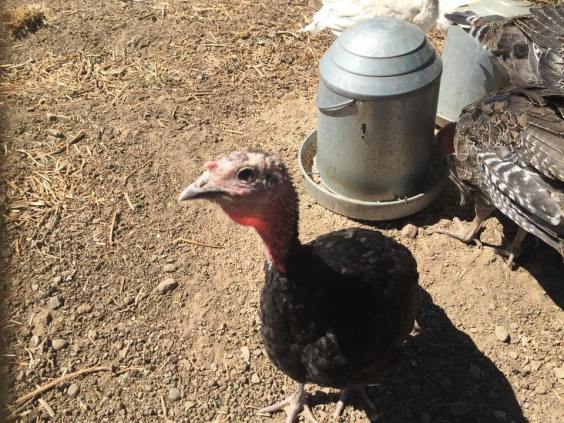 13690780_10154264389525871_2351097449147094301_n