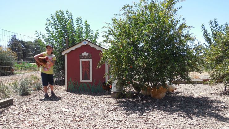 chicken coop at the farm