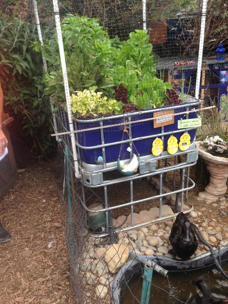 duckponics1