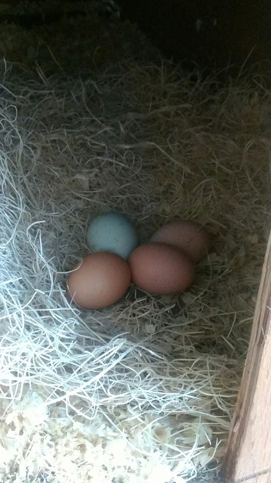 12814462_10154070829688746_8540020975487405280_n