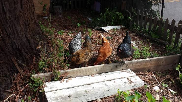 12814668_10154061912403746_3422583356142885643_n