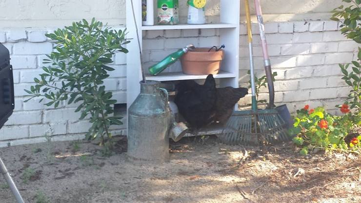 13043780_10154185143658746_5774783017297635960_n