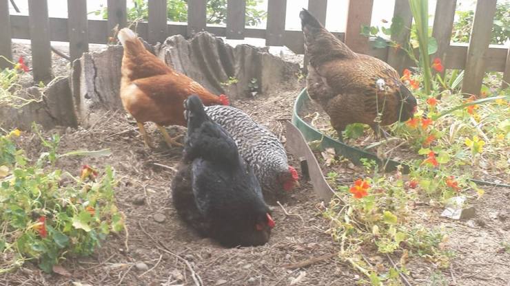 13179173_10154238193883746_6674562451828547129_n