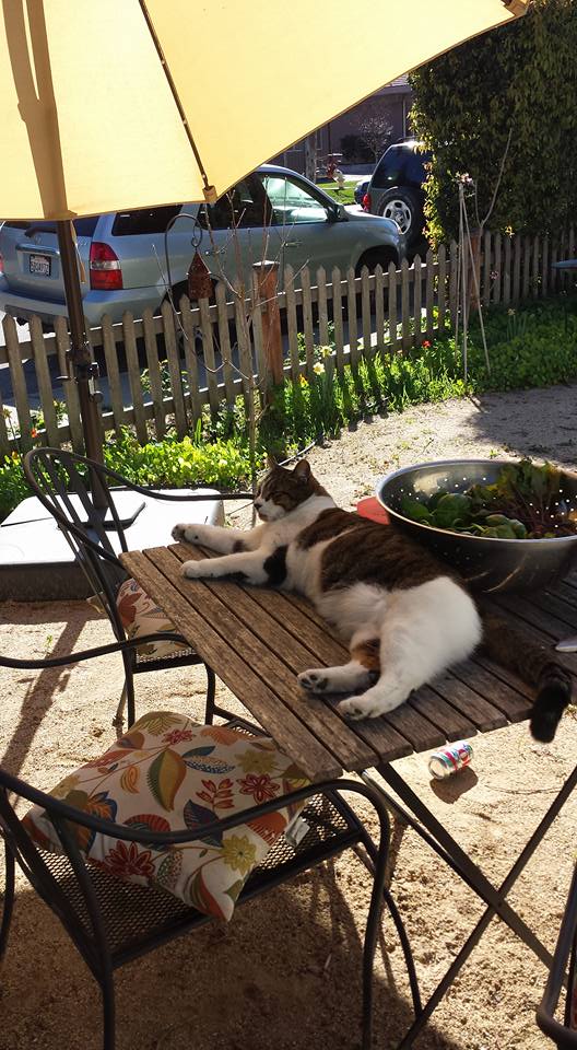 12718055_10154023124668746_8665013379090317744_n