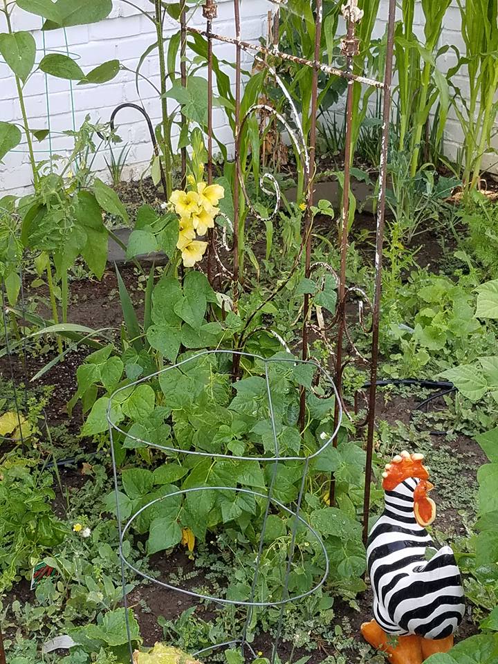 13567510_10154382913833746_3466267685067118686_n