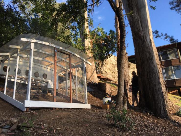 Our mid-century modern coop in Los Gatos