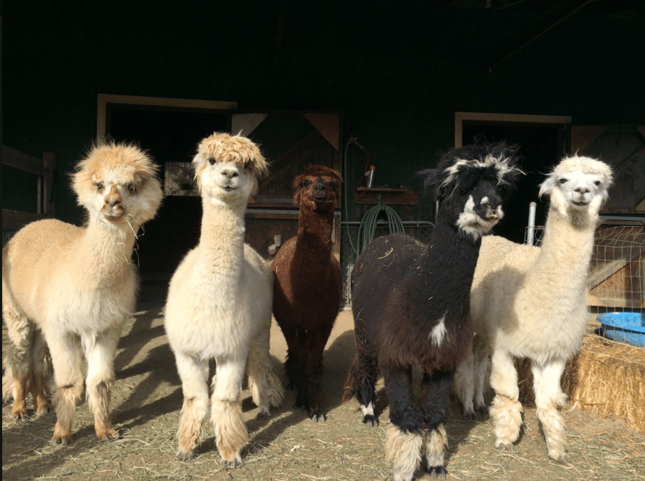 Screen Shot 2017-10-02 at 9.31.05 PM